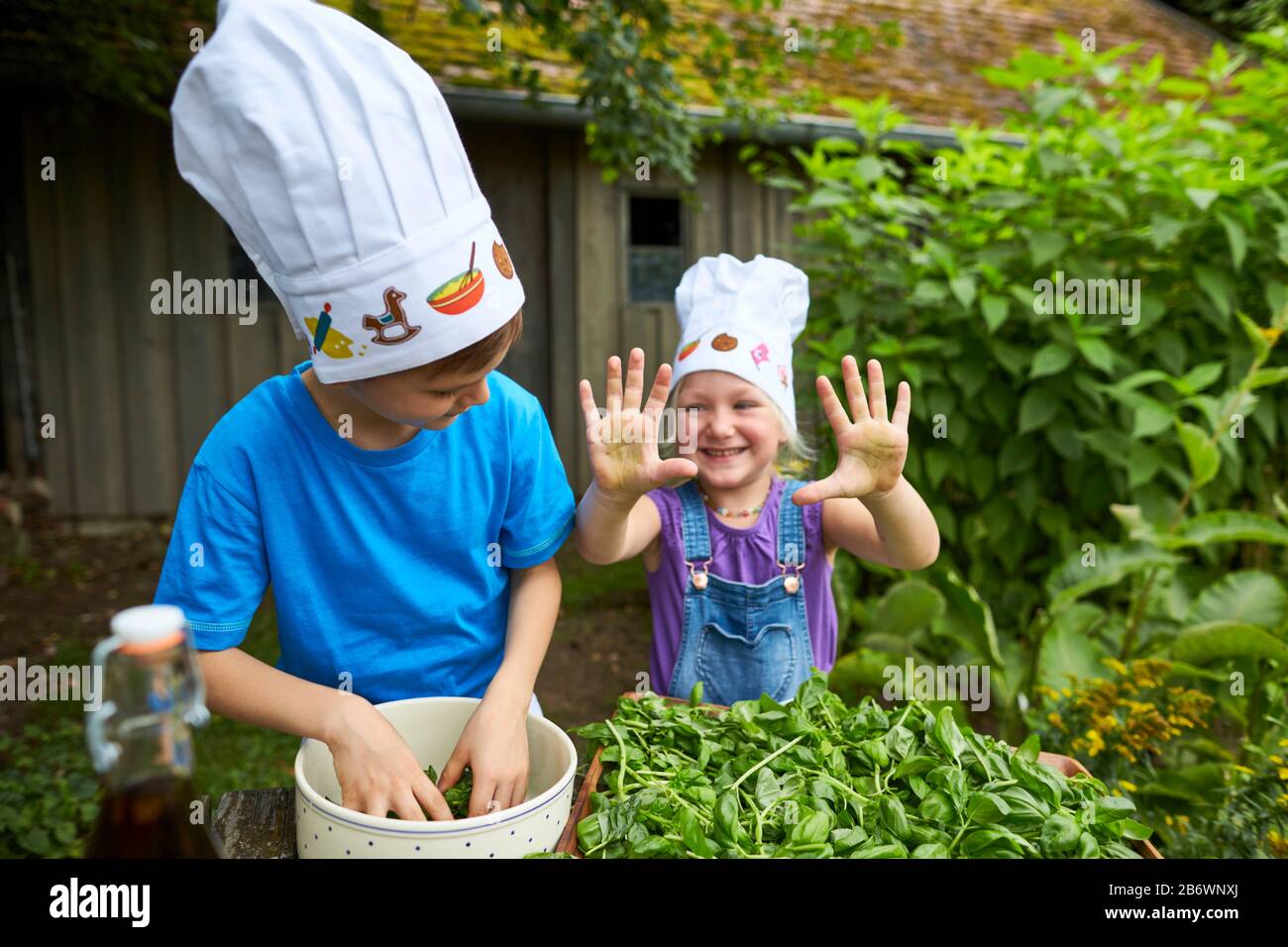 Kinder, die Lebensmittel untersuchen. Serie: Pesto erstellen. Lernen nach dem Reggio-Pädagogik-Prinzip, spielerisches Verständnis und Entdeckung. Deutschland. Stockfoto