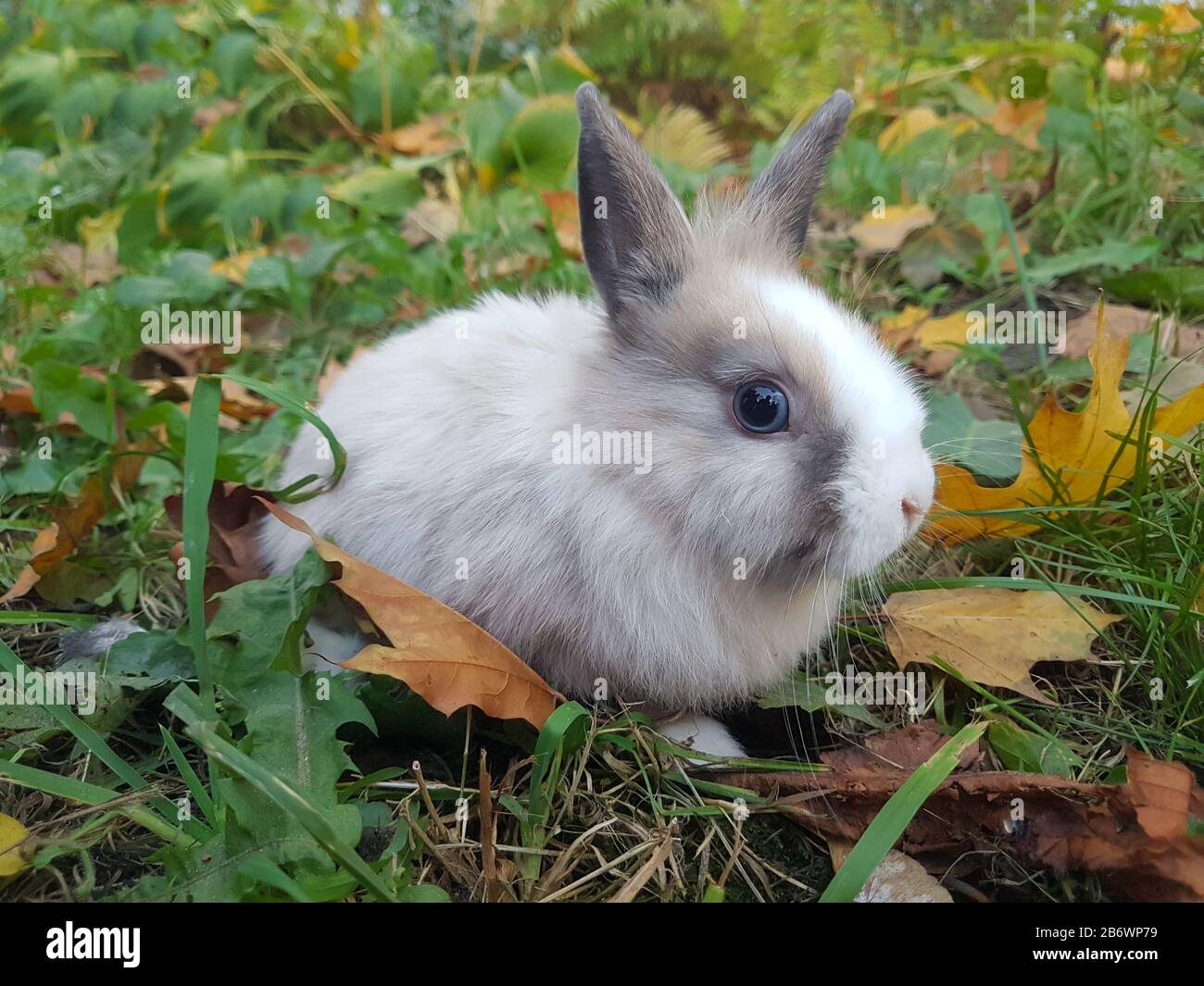 Heimkaninchen auf dem Rasen in der Nähe des Hauses Stockfoto