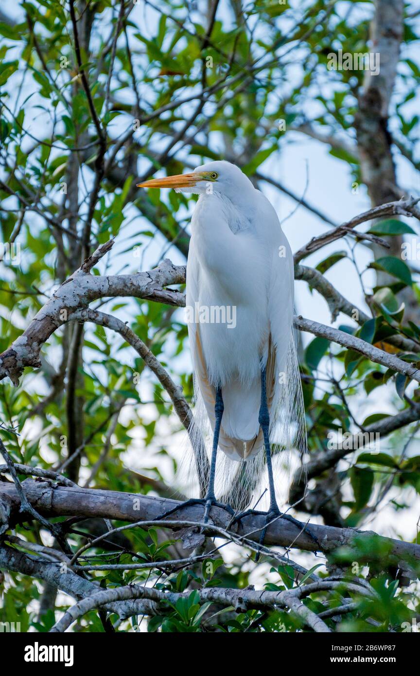 Great Egret (Ardea alba), das in einem Baum in den Everglades, Florida, steht Stockfoto