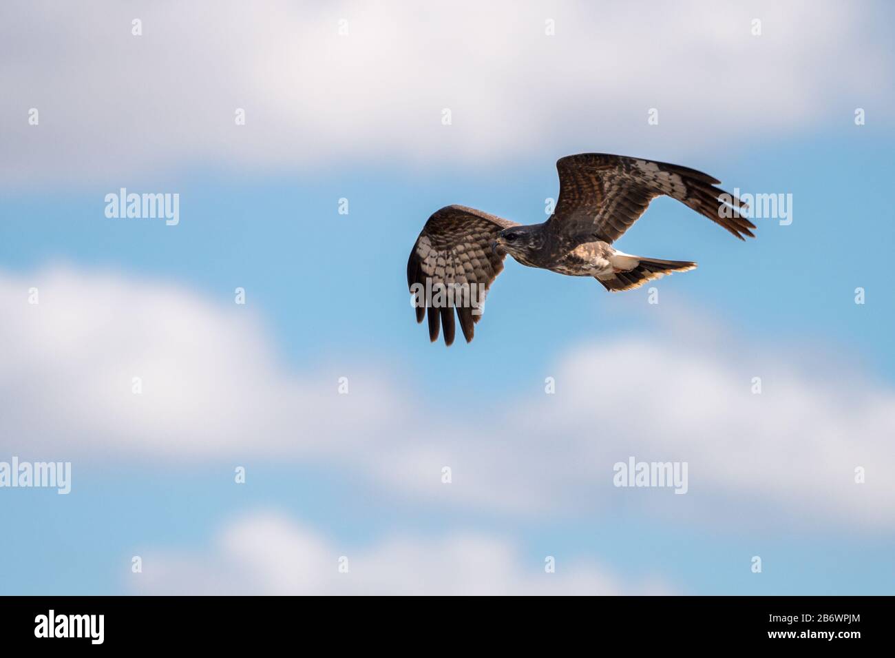 Fischadler (Pandion Haliaetus) im Flug Stockfoto
