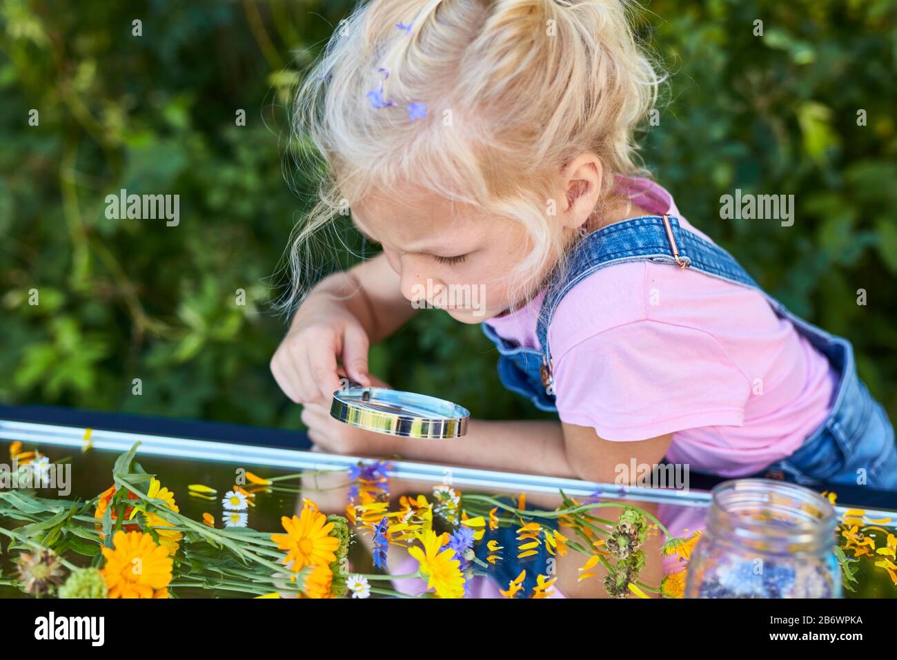 Kinder, die Lebensmittel untersuchen. Serie: Zubereitung von Blumenzehl. Trocknen geeigneter Blumen. Lernen nach dem Reggio-Pädagogik-Prinzip, spielerisches Verständnis und Entdeckung. Deutschland. Stockfoto