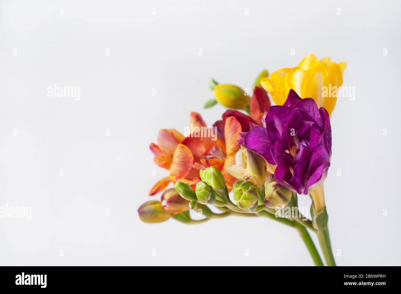 Wunderschöner Blumenstrauß frischer Freesienblüten auf weißem Hintergrund. Gelbe, orangefarbene und violette Blumen. Stockfoto