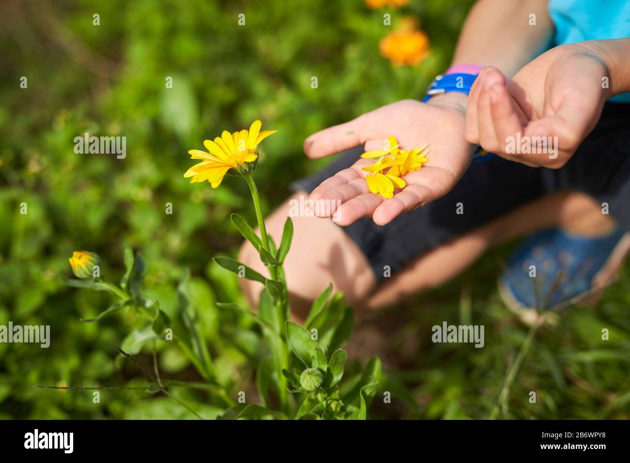 Kinder, die Lebensmittel untersuchen. Serie: Zubereitung eines Kräutergetränks. Essbare Blumen pflücken. Lernen nach dem Reggio-Pädagogik-Prinzip, spielerisches Verständnis und Entdeckung. Deutschland. Stockfoto