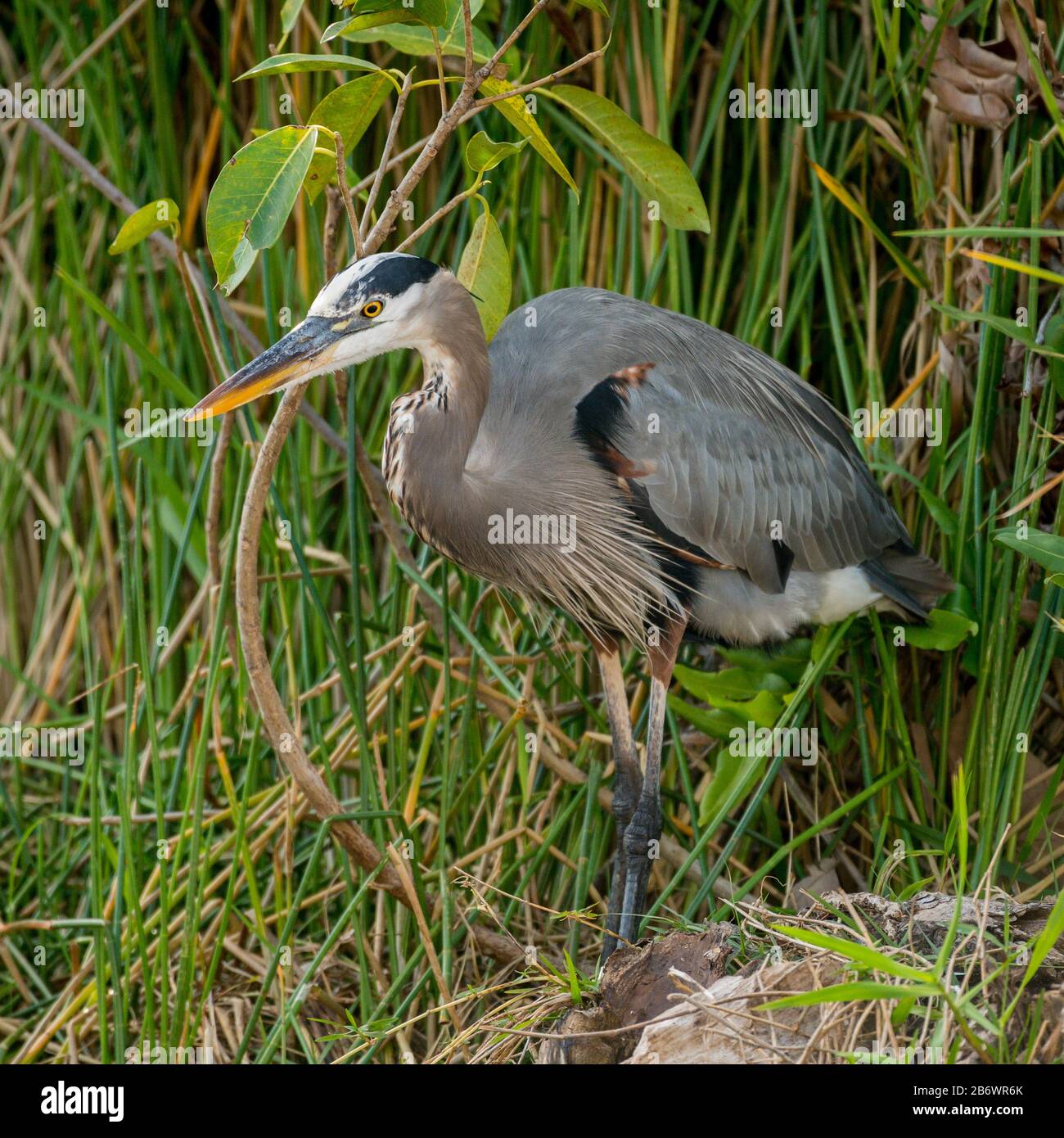 Großer Blaureiher (Ardea herodias) steht an den Ufern des Everglades National Park, Florida, USA Stockfoto