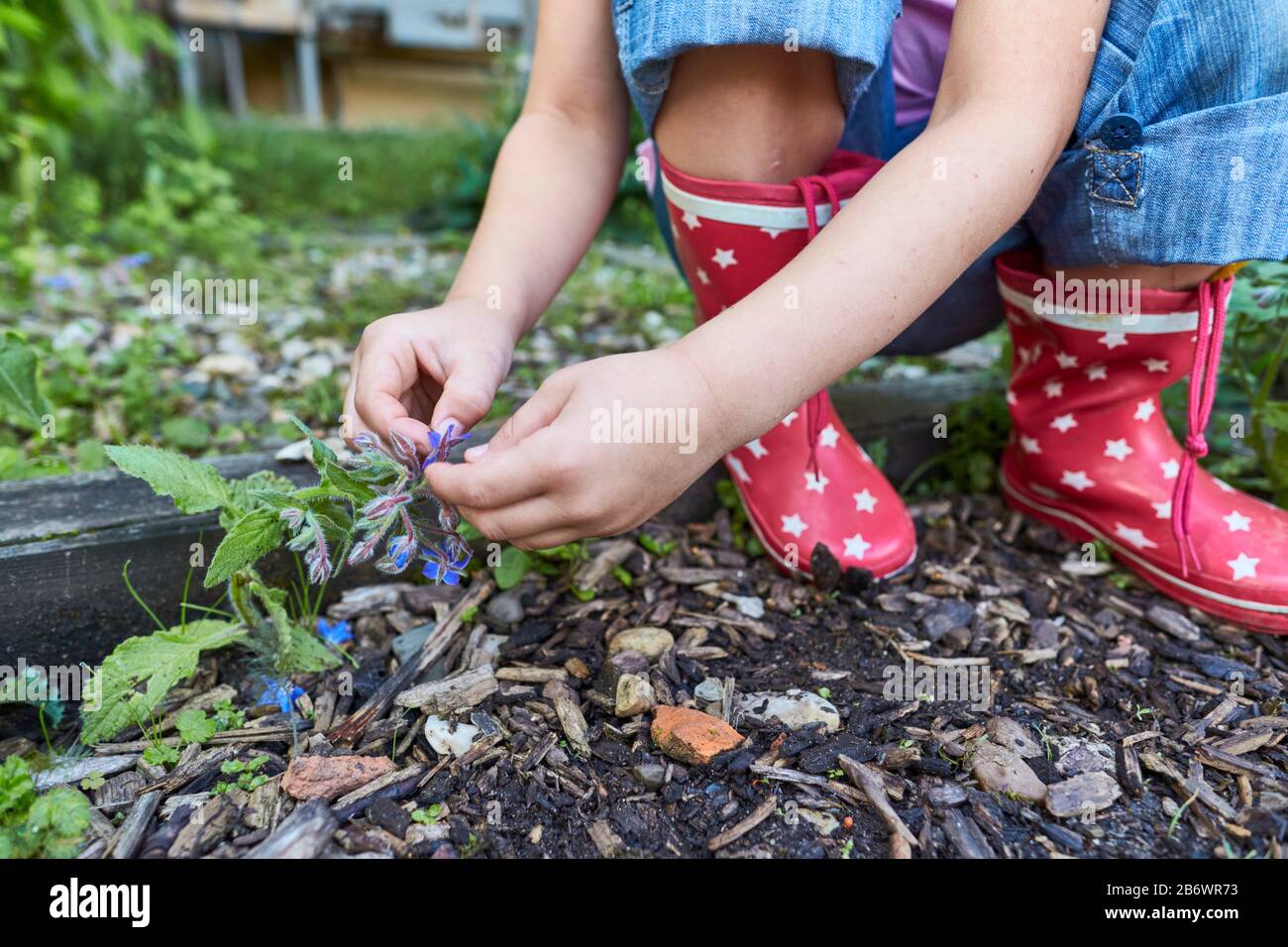 Kinder, die Lebensmittel untersuchen. Serie: Zubereitung eines Kräutergetränks. Kräuter pflücken. Lernen nach dem Reggio-Pädagogik-Prinzip, spielerisches Verständnis und Entdeckung. Deutschland. Stockfoto