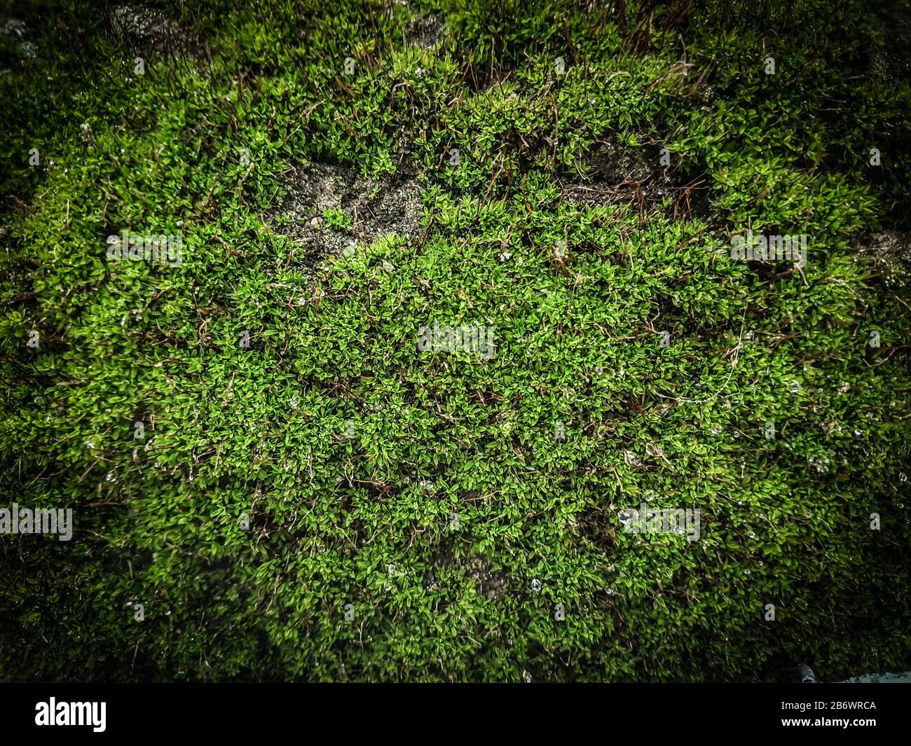 Der Teppich ist auf dem Boden leuchtend grünes Moos Stockfoto