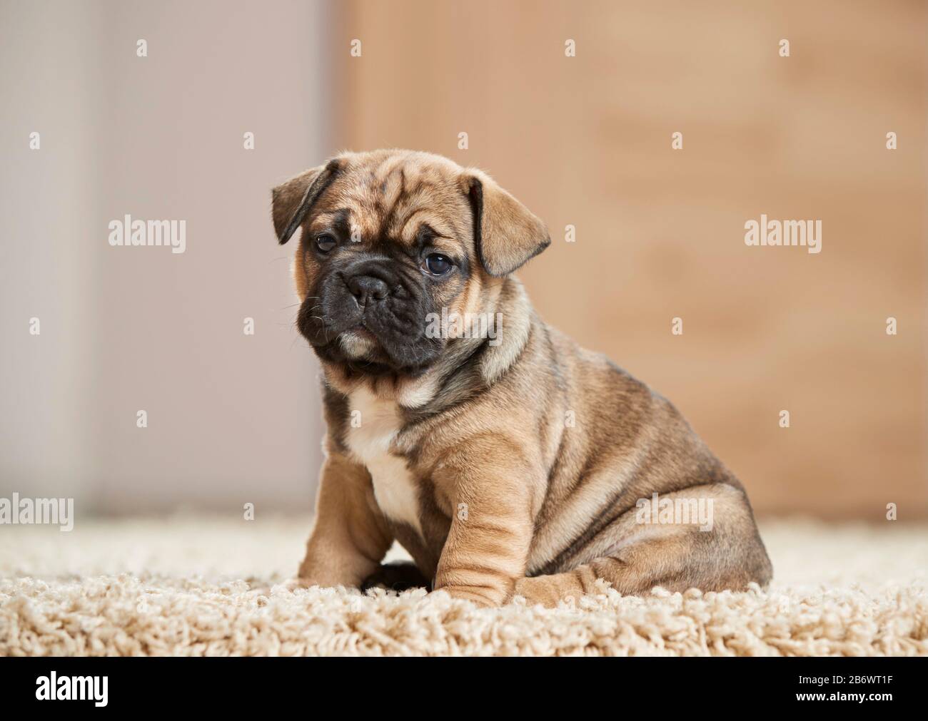 Französischer Bulldog. Welpe sitzt auf einem Teppich. Deutschland Stockfoto