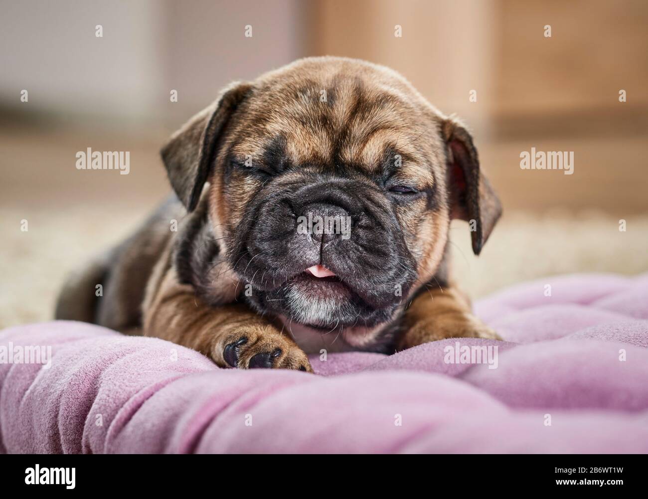 Französischer Bulldog. Welpen auf einem Tierbett. Deutschland Stockfoto