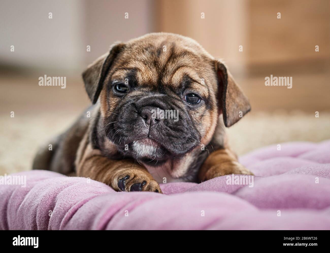 Französischer Bulldog. Welpe liegt auf einem Tierbett. Deutschland Stockfoto