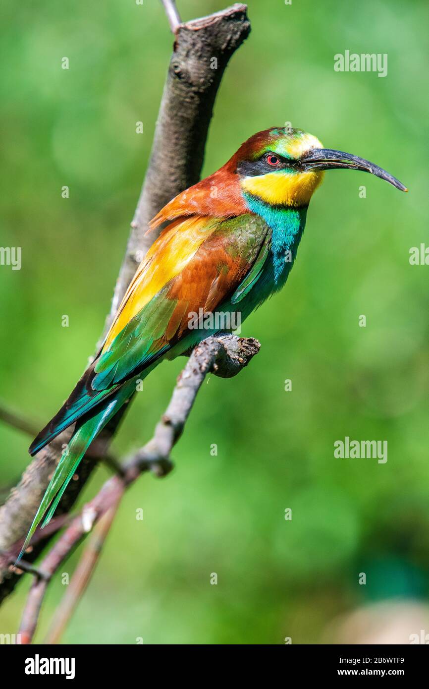 European Bee Eater (Merops apiaster) sitzt in einem Baum Stockfoto
