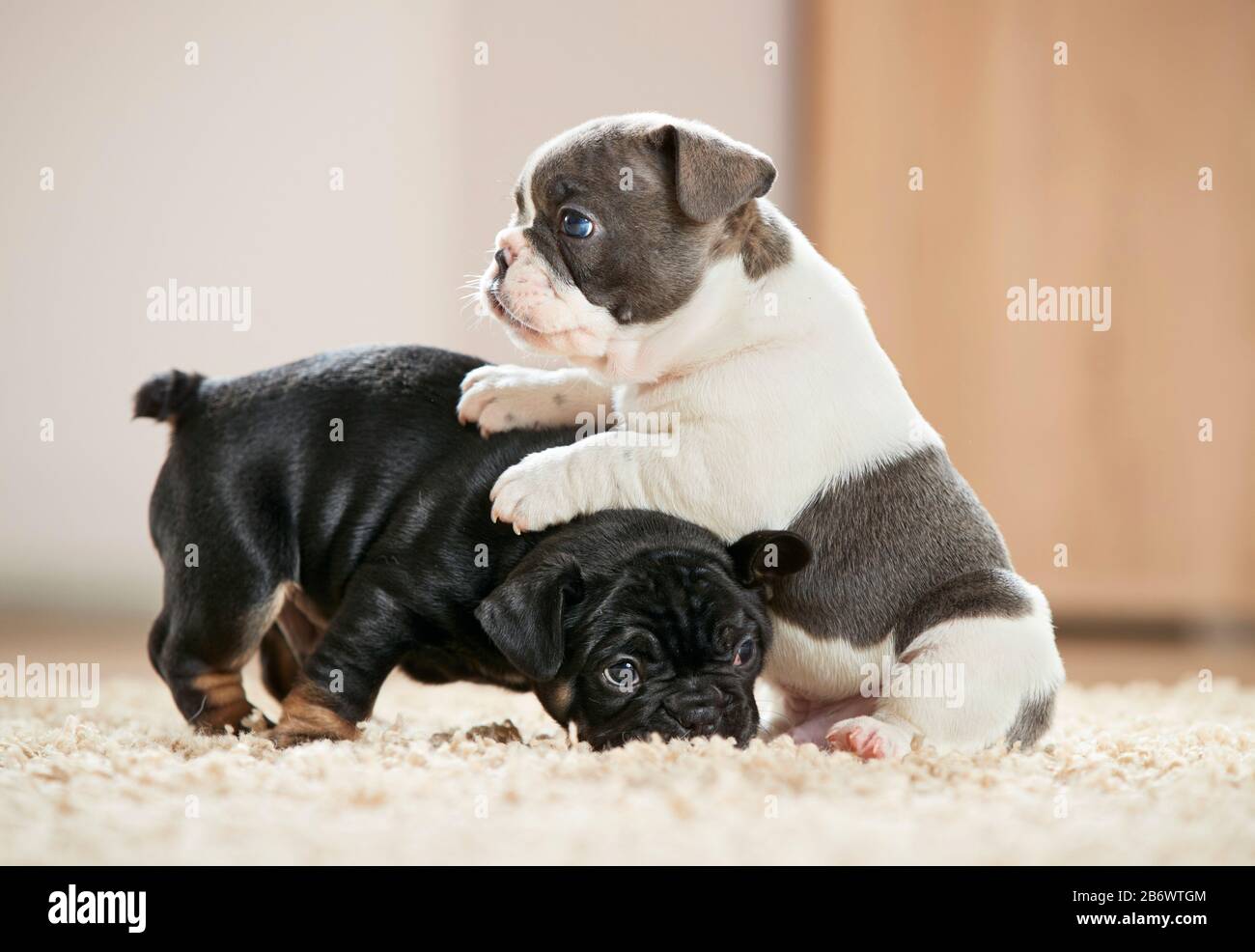Französischer Bulldog. Zwei Welpen, die auf einem Teppich spielen. Deutschland Stockfoto