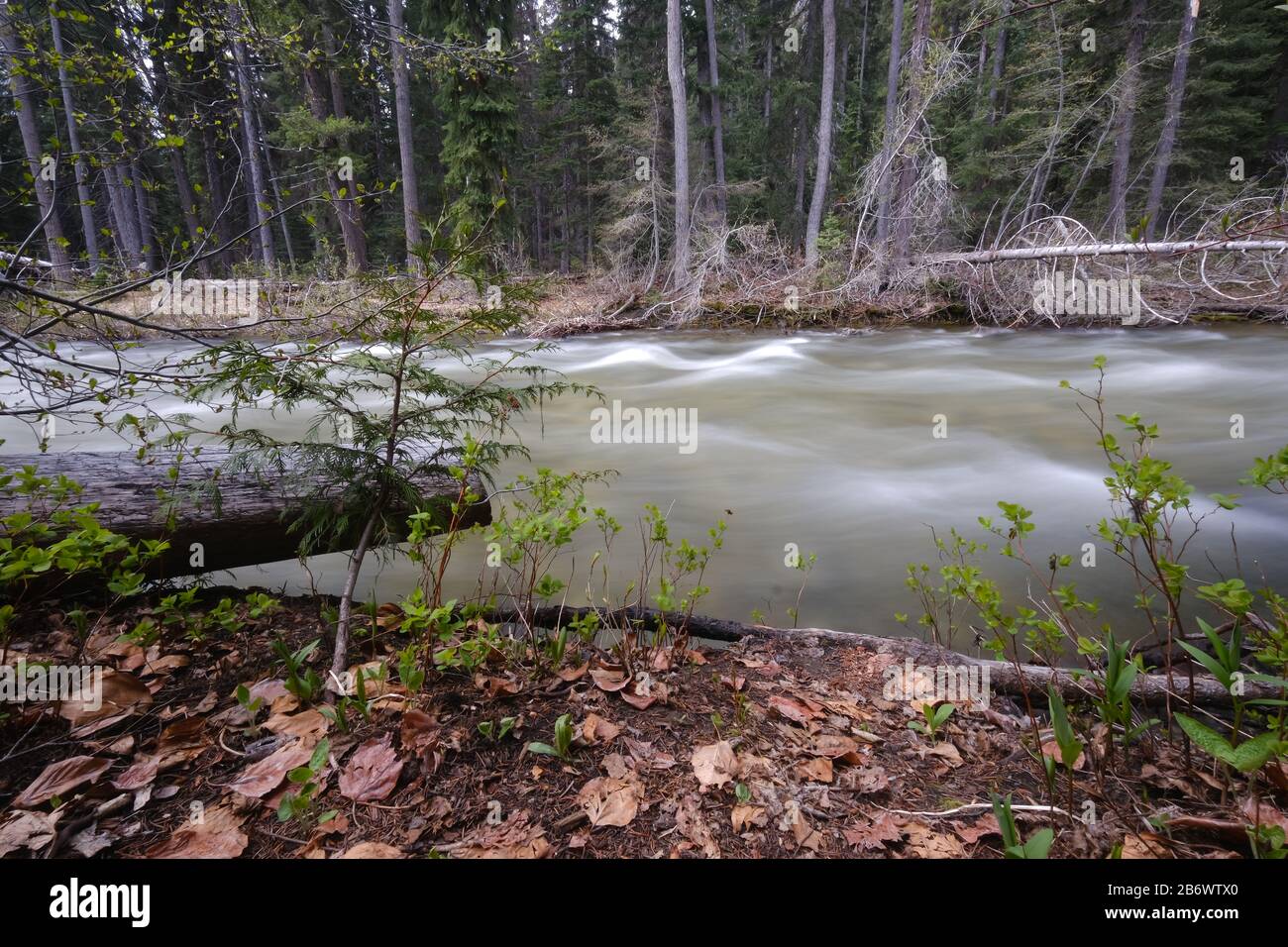 Schmaler Fluss im Wald mit Blättern und Baumstümpfen im Vordergrund, lange Belichtung, Manning Park, kanada Stockfoto