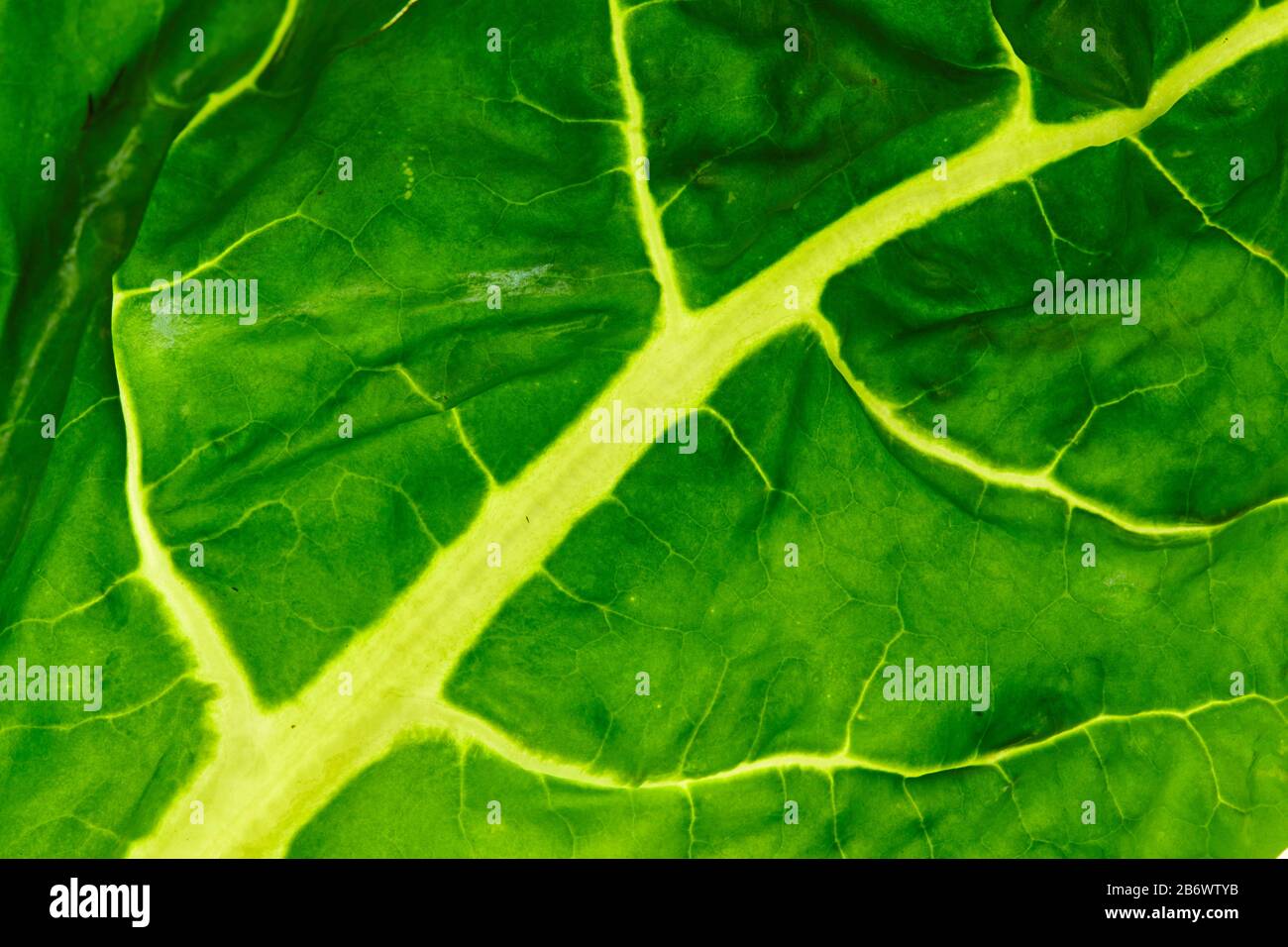 Swiss Chard, Chard (Beta vulgaris vulgaris). Nahaufnahme des grünen Blattes mit Schleier, Deutschland Stockfoto
