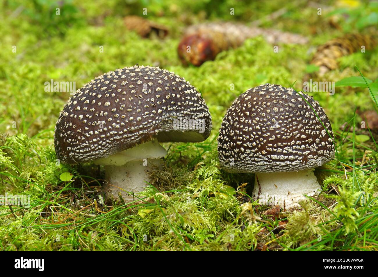 Blusher, Woodland Pink Mushroom (Amanita rubescens). Zwei junge Pilze auf Waldboden. Österreich Stockfoto