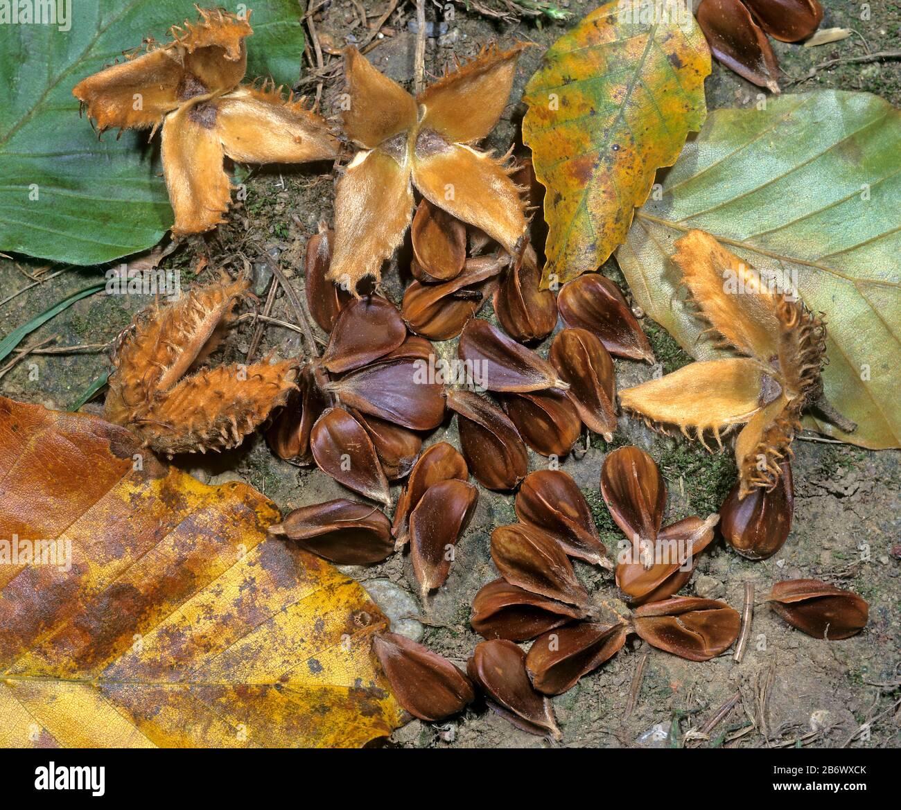 Europäische Buche, Gemeine Buche (Fagus sylvatica). Die Mutter und die Muttern auf cupules Blätter im Herbst. Deutschland Stockfoto