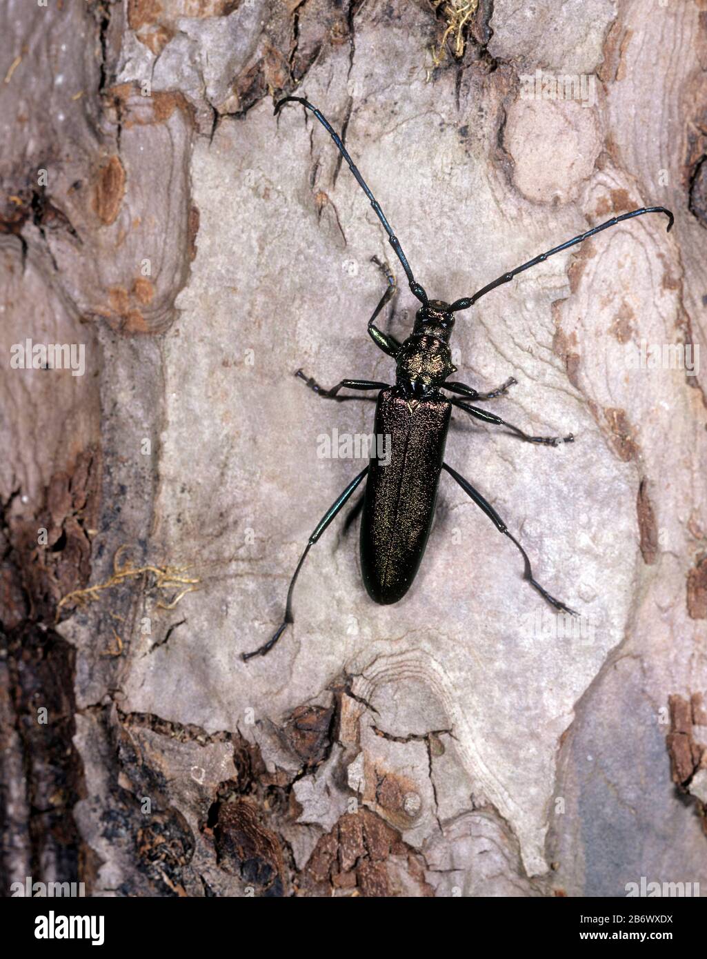 Musk Beetle (Aromia moschata). Erwachsene auf der Rinde einer Weide. Deutschland Stockfoto