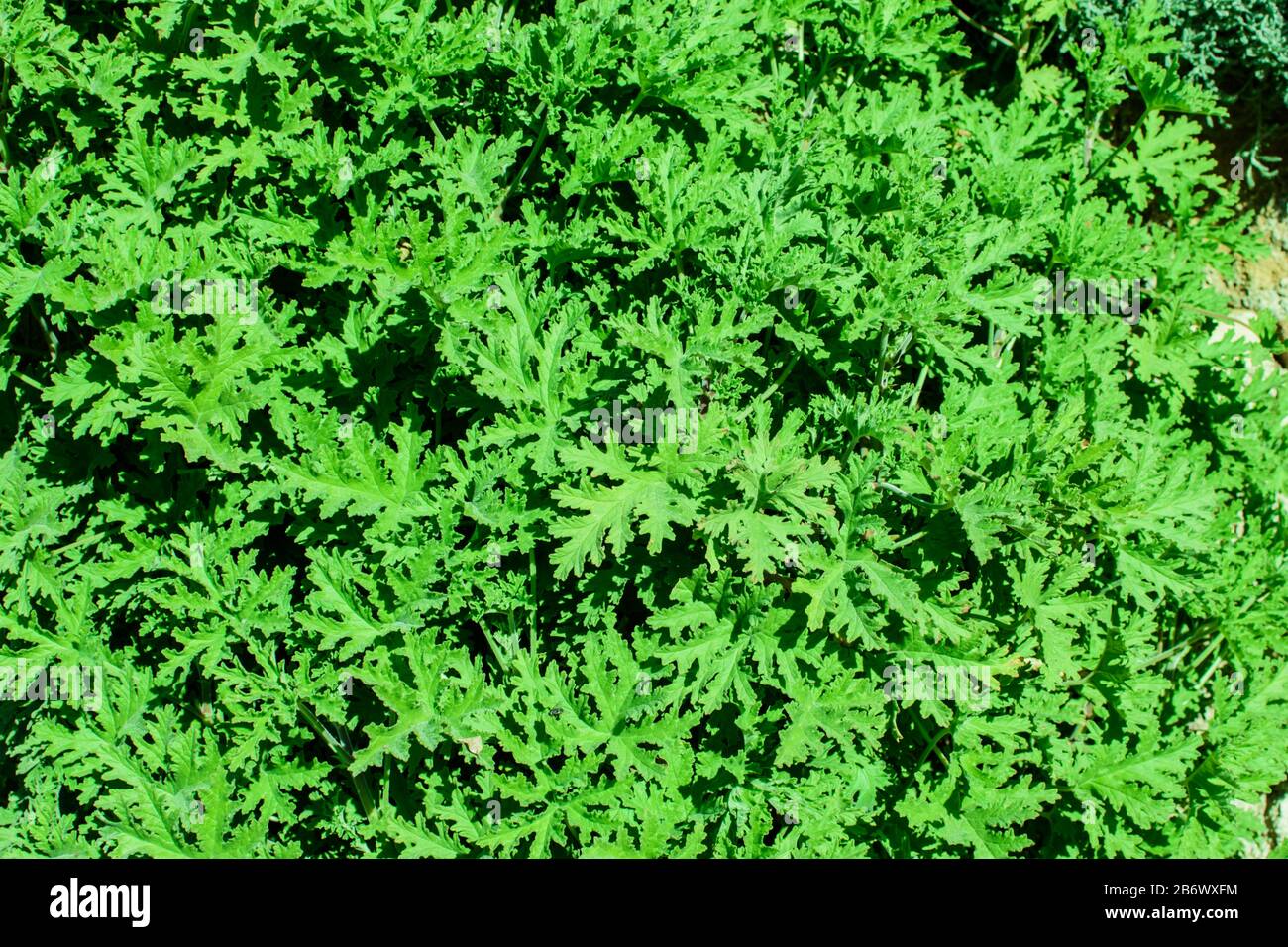 Textur vieler frischer, schöner Blätter grüner Pflanzen. Natürlicher Hintergrund. Stockfoto
