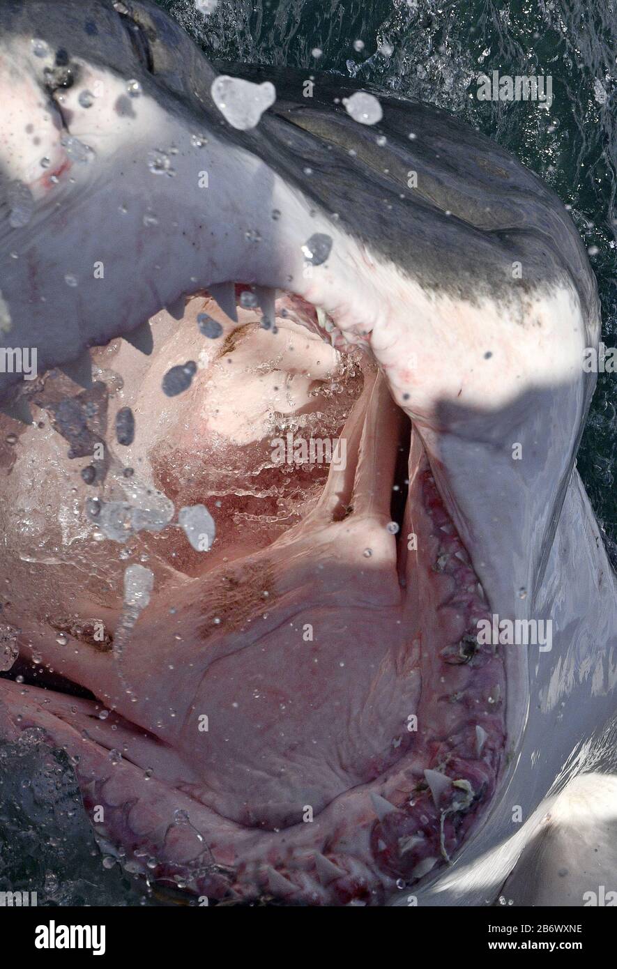 Hais offener Mund. Großer weißer Hai mit offenem Mund an der Oberfläche aus dem Wasser heraus. Wissenschaftlicher Name: Carcharodon Carcharias. Südafrika, Stockfoto