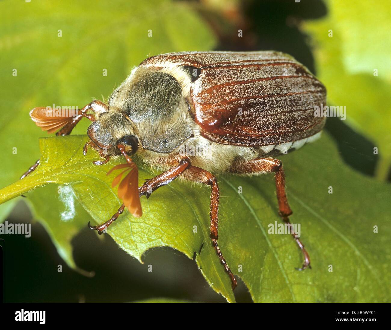 Gemeiner Cockchafer, Maybug (Melolontha melolontha). Männlich auf einem Eichenblatt. Deutschland Stockfoto
