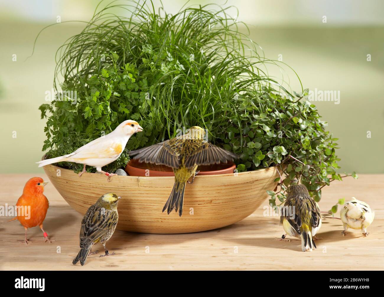 Kanarienvogel. Auf einem selbstgepflanzten Abenteuerspielplatz stehen verschiedene Farben für Vögel bereit. Deutschland Stockfoto