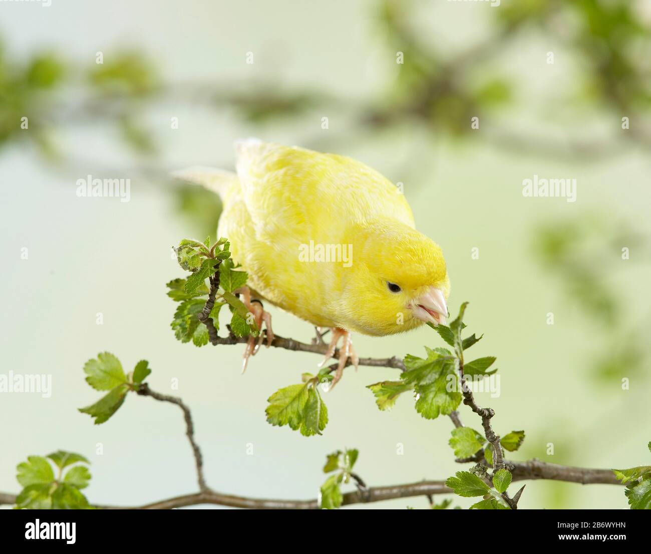 Hauskanarienfresser essen Blätter aus einer Weißdornperücke. Deutschland Stockfoto