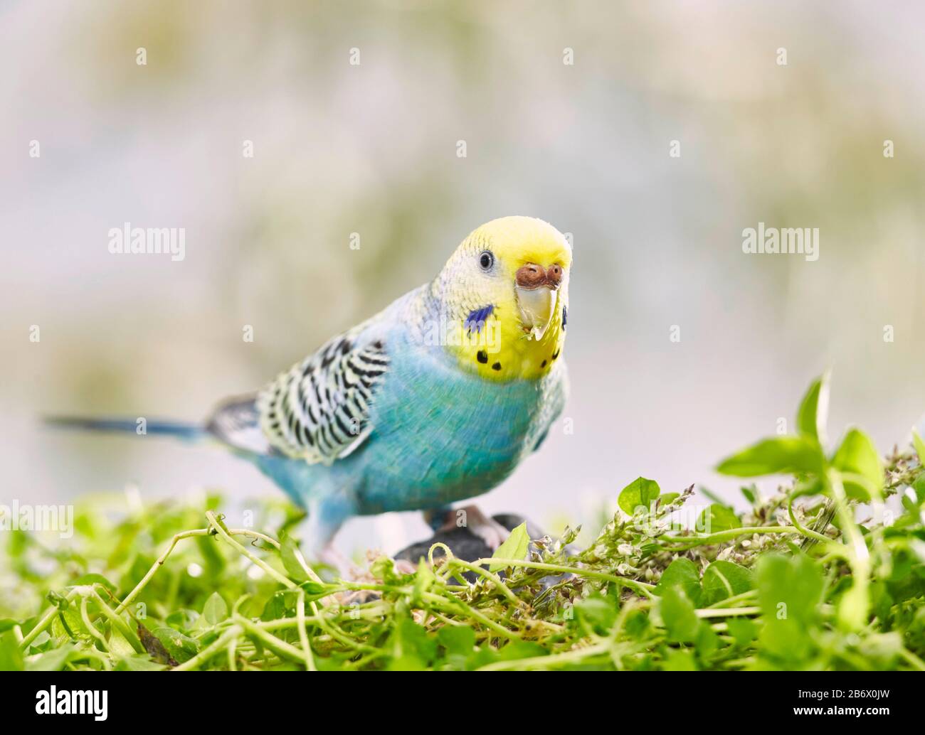 Rainbow Budgerigar, Budgie (Melopsittacus undulatus) Fütterung auf Chickweed (Stellaria Media), Deutschland Stockfoto