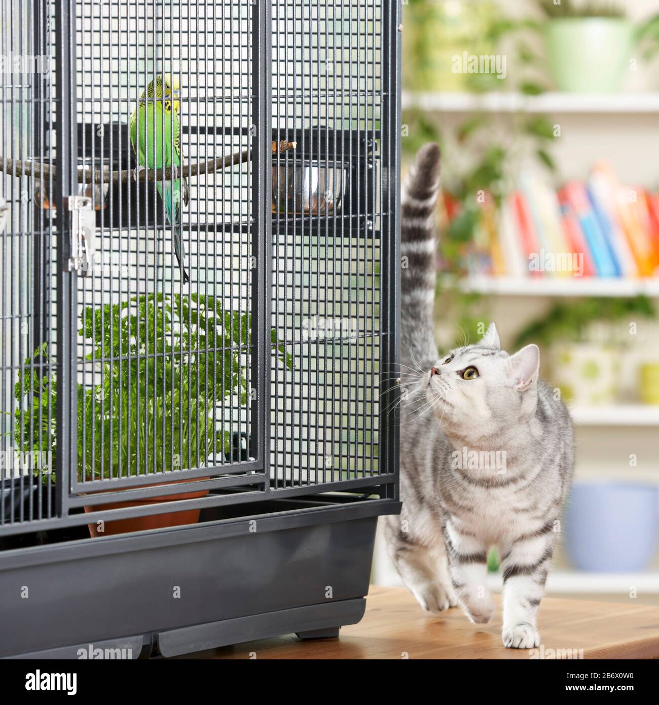 Britisch Kurzhai. Eine Tabby-Katze beobachtet einen Kumpel in seinem Käfig Stockfoto