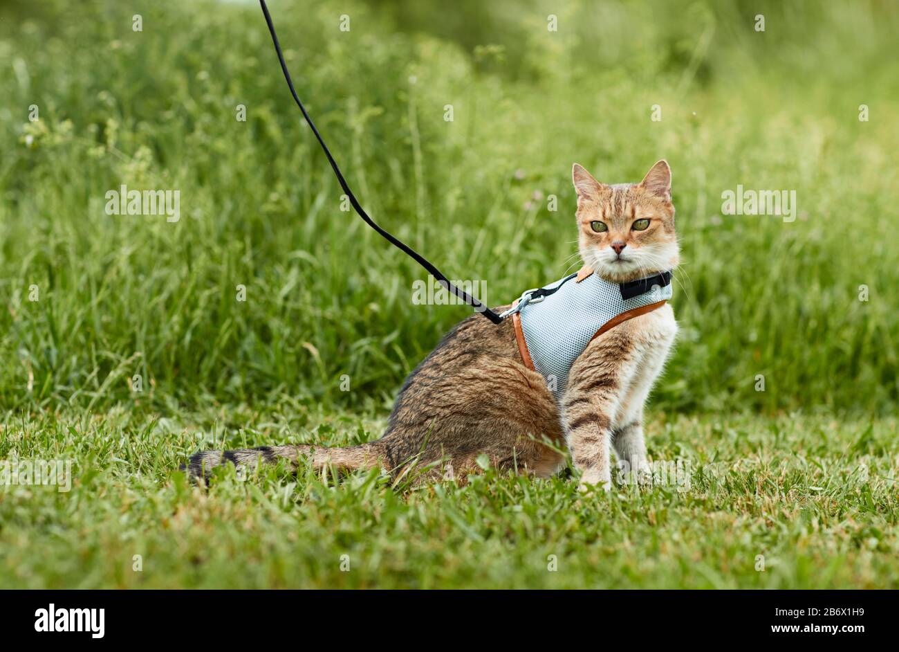 Hauskatze und eine Person auf einem Spaziergang. Die Katze mit Kabelbaum und Kabel. Deutschland. Stockfoto
