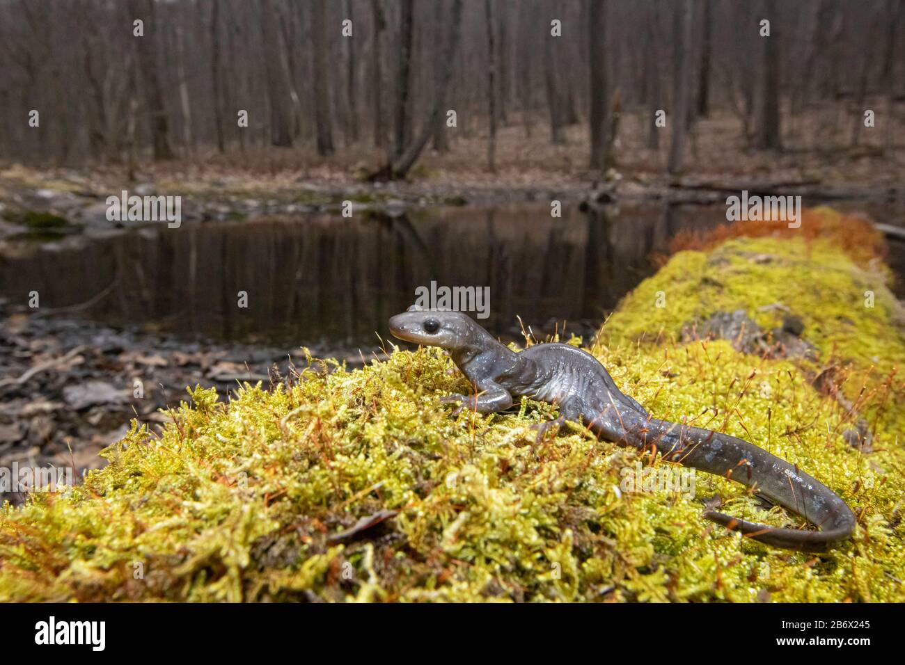 Jefferson Salamander in der Nähe eines Frühlingspools - Ambstoma jeffersonianum Stockfoto