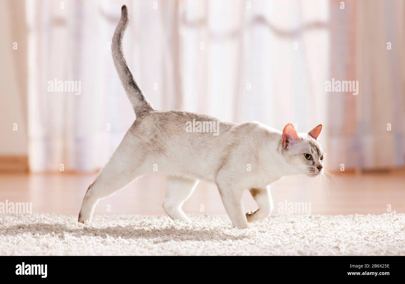 Burmekatze. Erwachsener in einer Wohnung, der auf einem Teppich spazieren geht. Deutschland Stockfoto