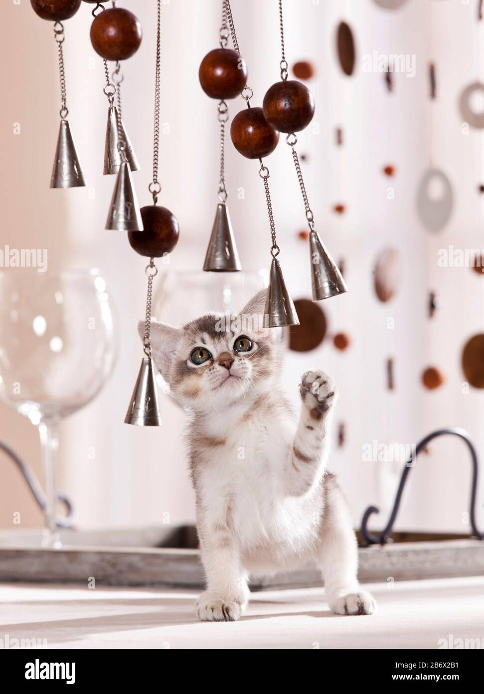 Burmekatze. Kätzchen, die mit kleinen silbernen Glocken spielen. Deutschland Stockfoto