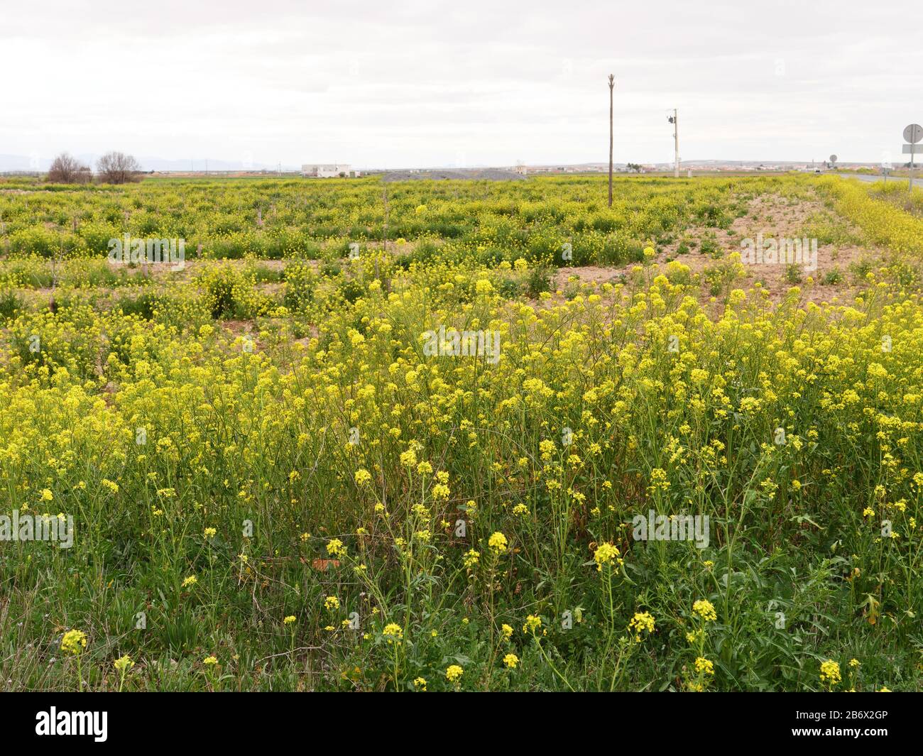 Feld der wilden Blumen, die den Frühling auf den Feldern Spaniens ankündigen Stockfoto