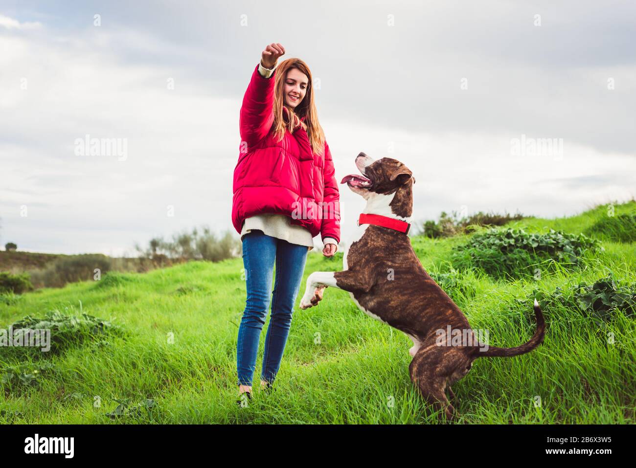 Junge Frau mit rotem Mantel und Jeans trainiert amerikanischen Staffordshire Terrier auf dem Feld Stockfoto