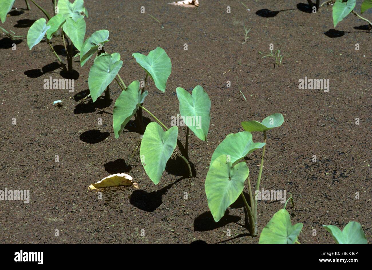 Taro, Dascheen oder Cocoyam (Colocasia esculenta var. antiquorum) junge Wurzelpflanzenpflanzen in einem Paddy, Luzon, Philippinen, Februar Stockfoto