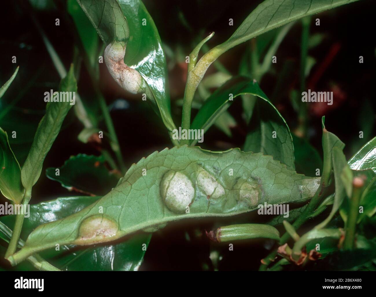 Blisterblight (Exobasidium vexans) weiße Blister auf Teeblättern, Cameron Highlands, Malaysia, Februar Stockfoto