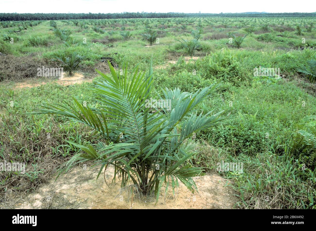 Junge Plantage von Ölpalmen (Elaeis guineensis) in der Gegend, die für die Anpflanzung und Landwirtschaft freigegeben wurde, Malaysia, Februar Stockfoto