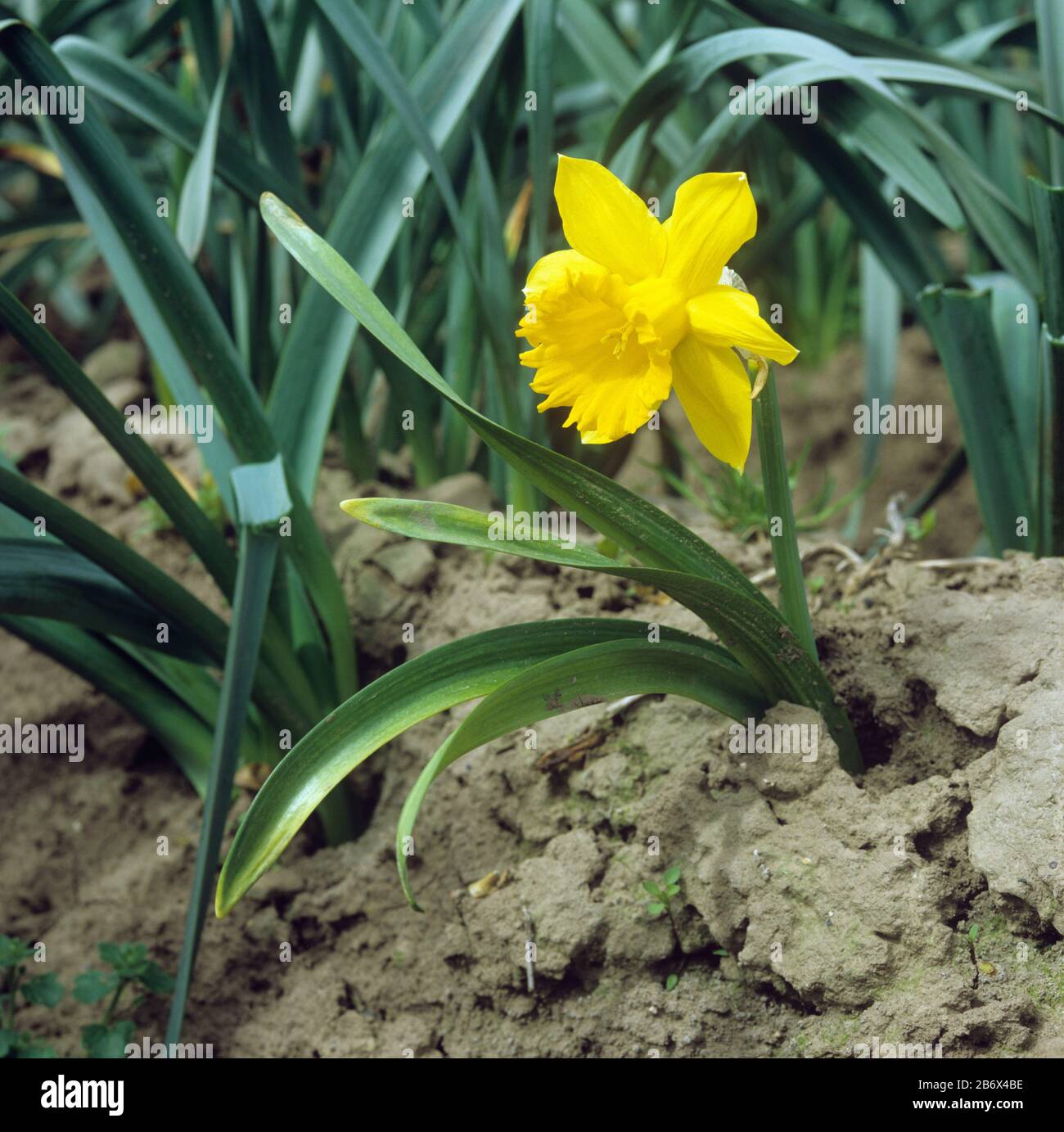 Eine verblüffte kommerzielle Daffodilpflanze (Narcissus sp.), die von Basalfäule (Fusarium oxysporum f.sp. Narcissi) in einer Ernte, Lincolnshire, infiziert wurde Stockfoto