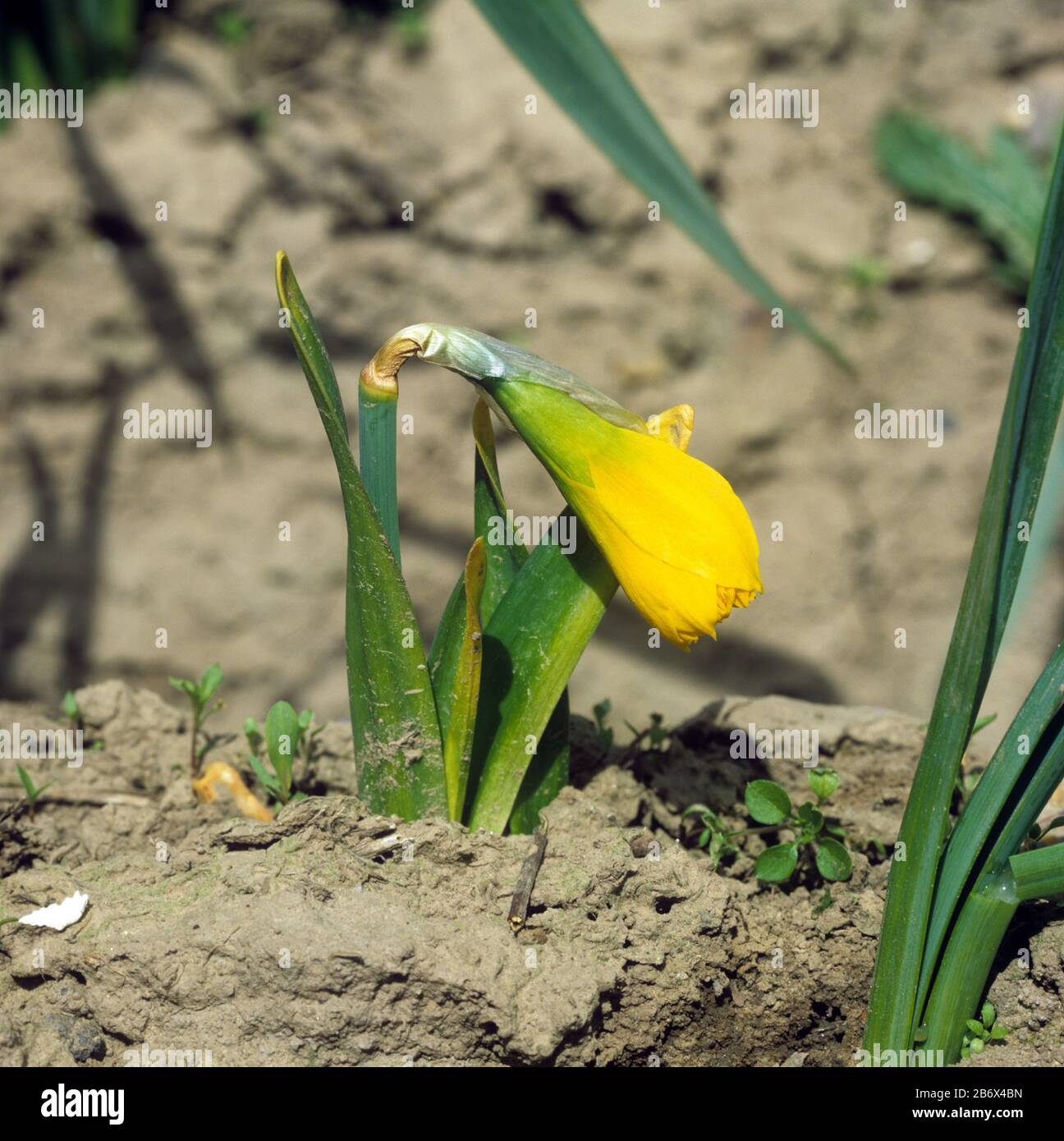 Eine verblüffte kommerzielle Daffodilpflanze (Narcissus sp.), die von Basalfäule (Fusarium oxysporum f.sp. Narcissi) in einer Ernte, Lincolnshire, infiziert wurde Stockfoto