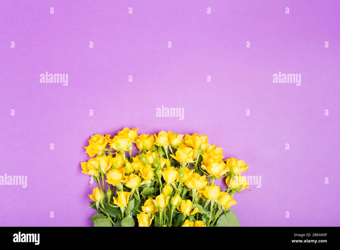 Sommerkonzept im Frühjahr mit gelben röhrigen Blumen auf violettem Tischhintergrund Draufsicht Freiraum Kopier Platz romantisch Stockfoto