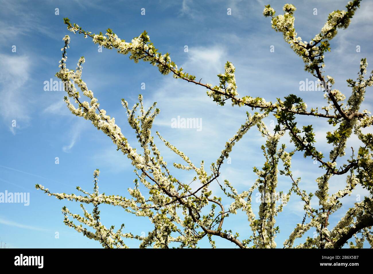 Baum im Frühjahr blüht Stockfoto