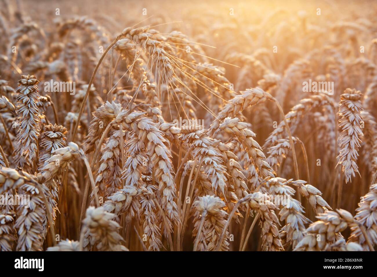 Weizenfeld im Sonnenuntergang, selektiver Fokus, landwirtschaftlicher Hintergrund Stockfoto