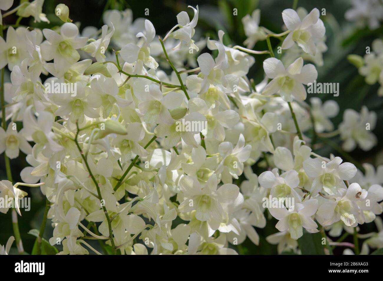 Orchid Dendrobium Shvin White n im Freien im Botanischen Garten von Singapur gesehen. Stockfoto