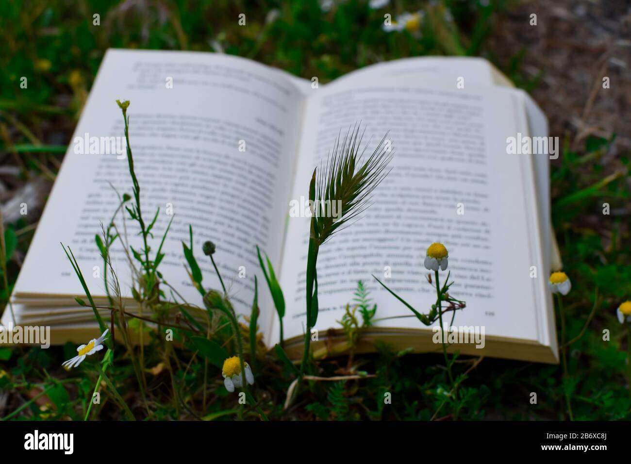 Grashalme und wilde Blumen Stockfoto