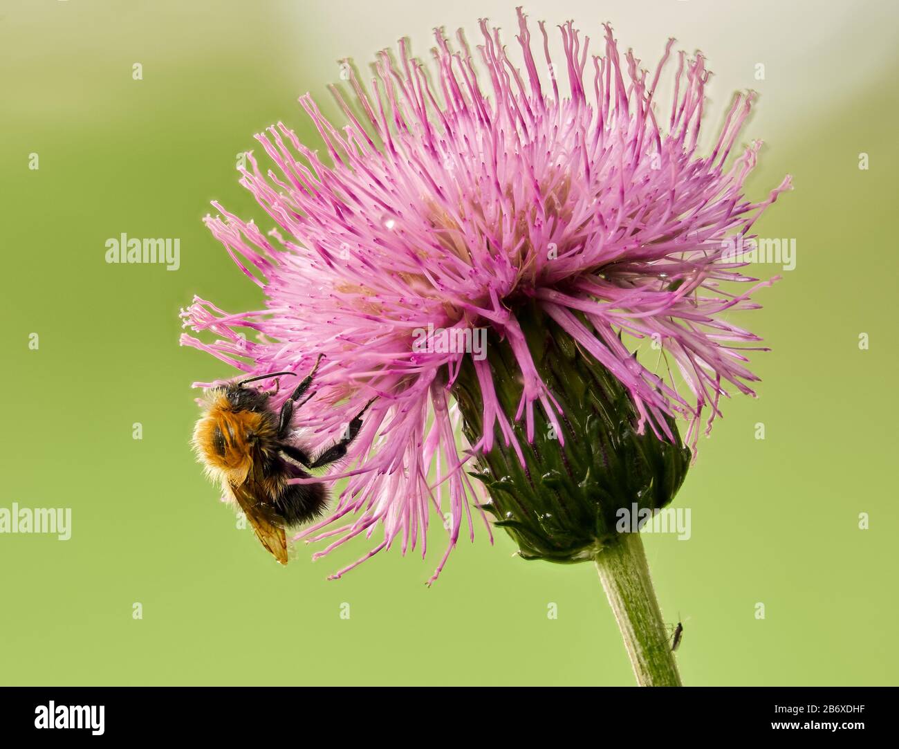 Hummeln saugen Nektar aus der Blüte. Nahaufnahme des Sommers von einem haarigen Insekt. Stockfoto