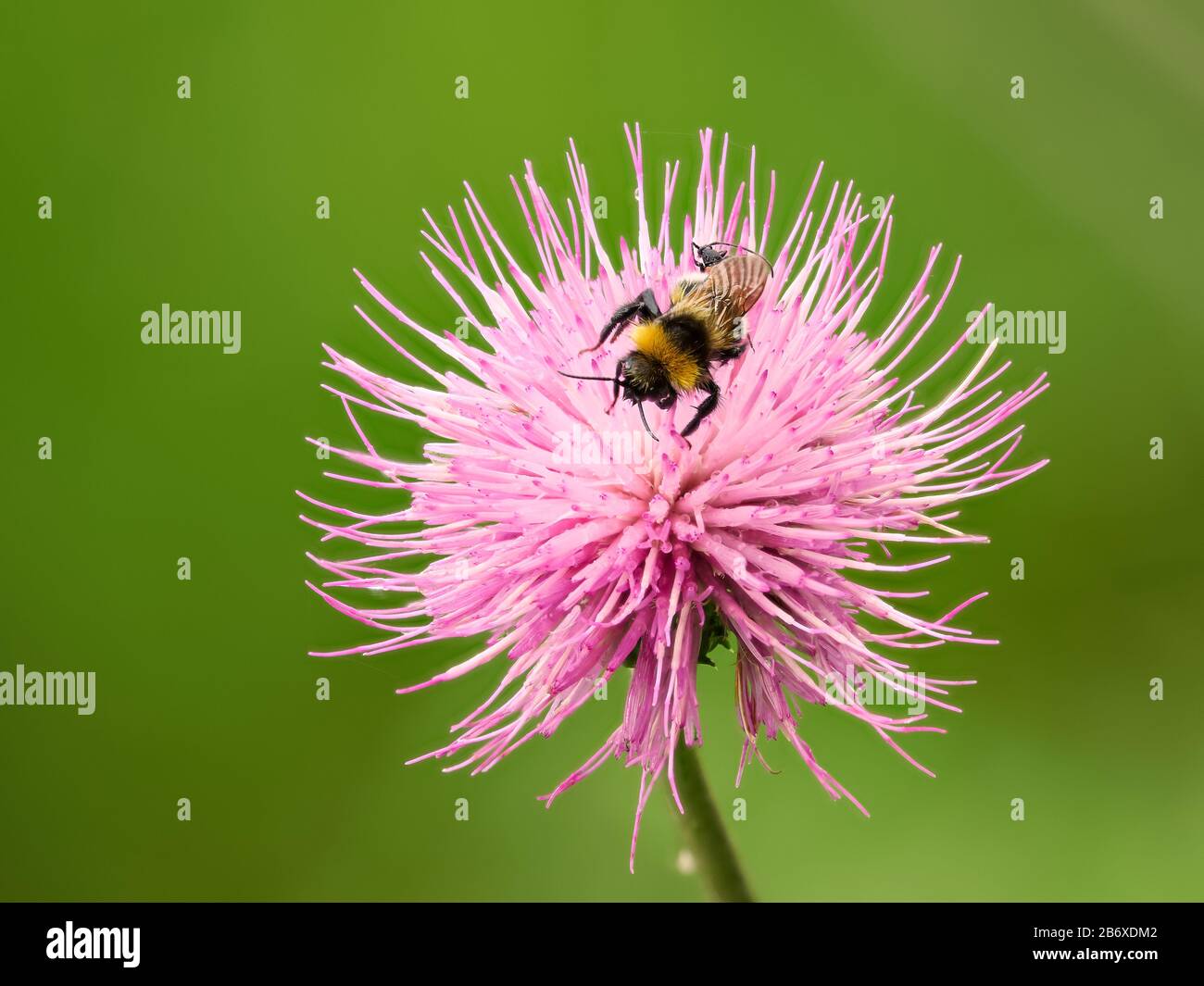 Hummeln saugen Nektar aus der Blüte. Nahaufnahme des Sommers von einem haarigen Insekt. Stockfoto