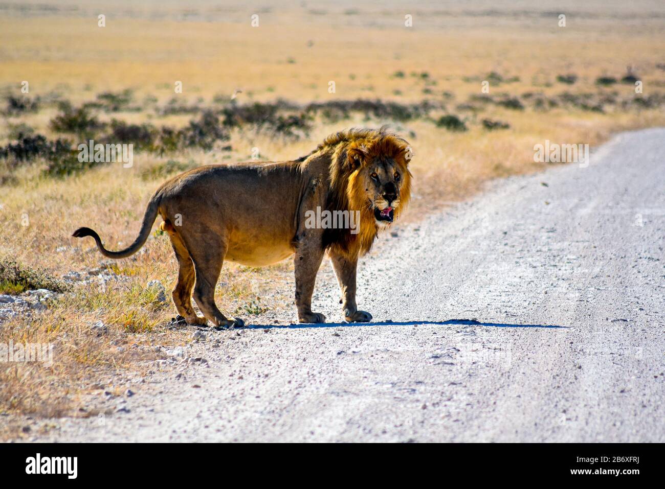 Starker, junger, schöner Löwe Stockfoto