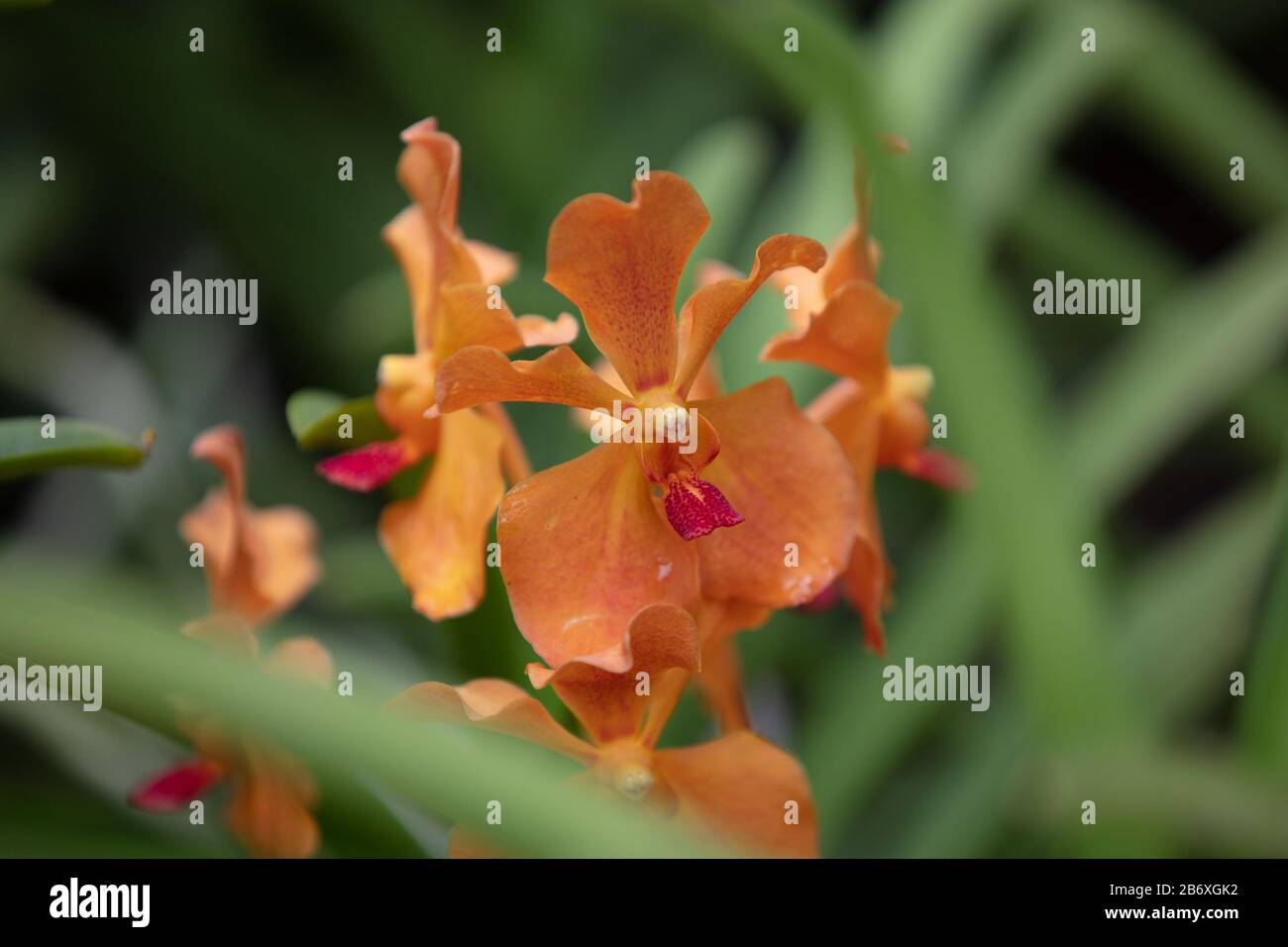 Orchid Mayara Mandai Sonnenlicht im Freien im Botanischen Garten von Singapur. Stockfoto
