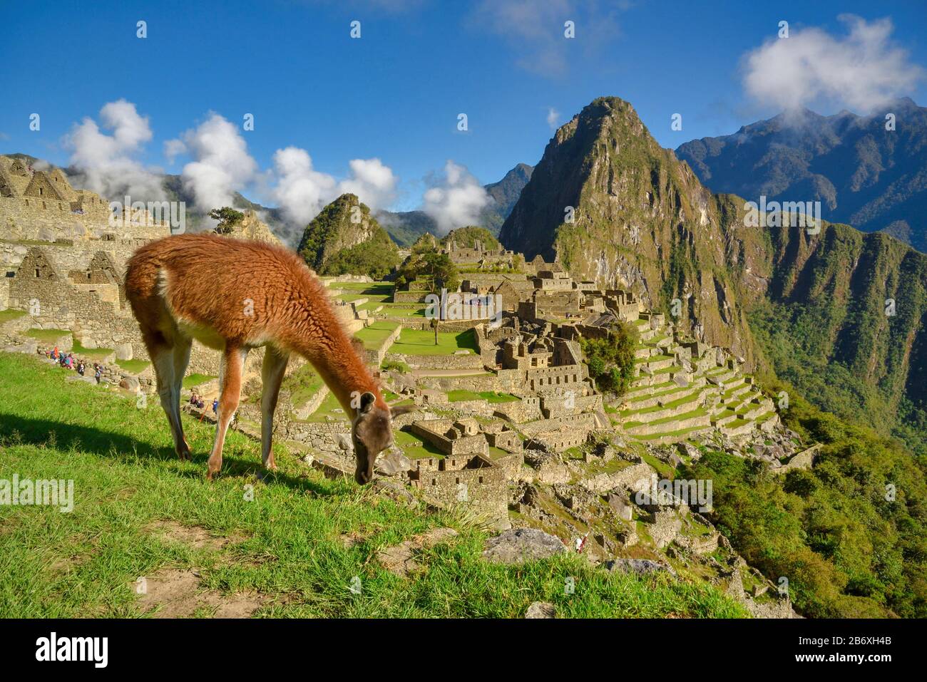 Llama peru Stockfoto