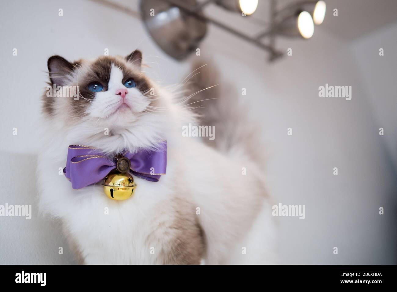 Wunderschönes ragdoll-katzen-porträt mit schönen Farben und Mustern  Stockfotografie - Alamy