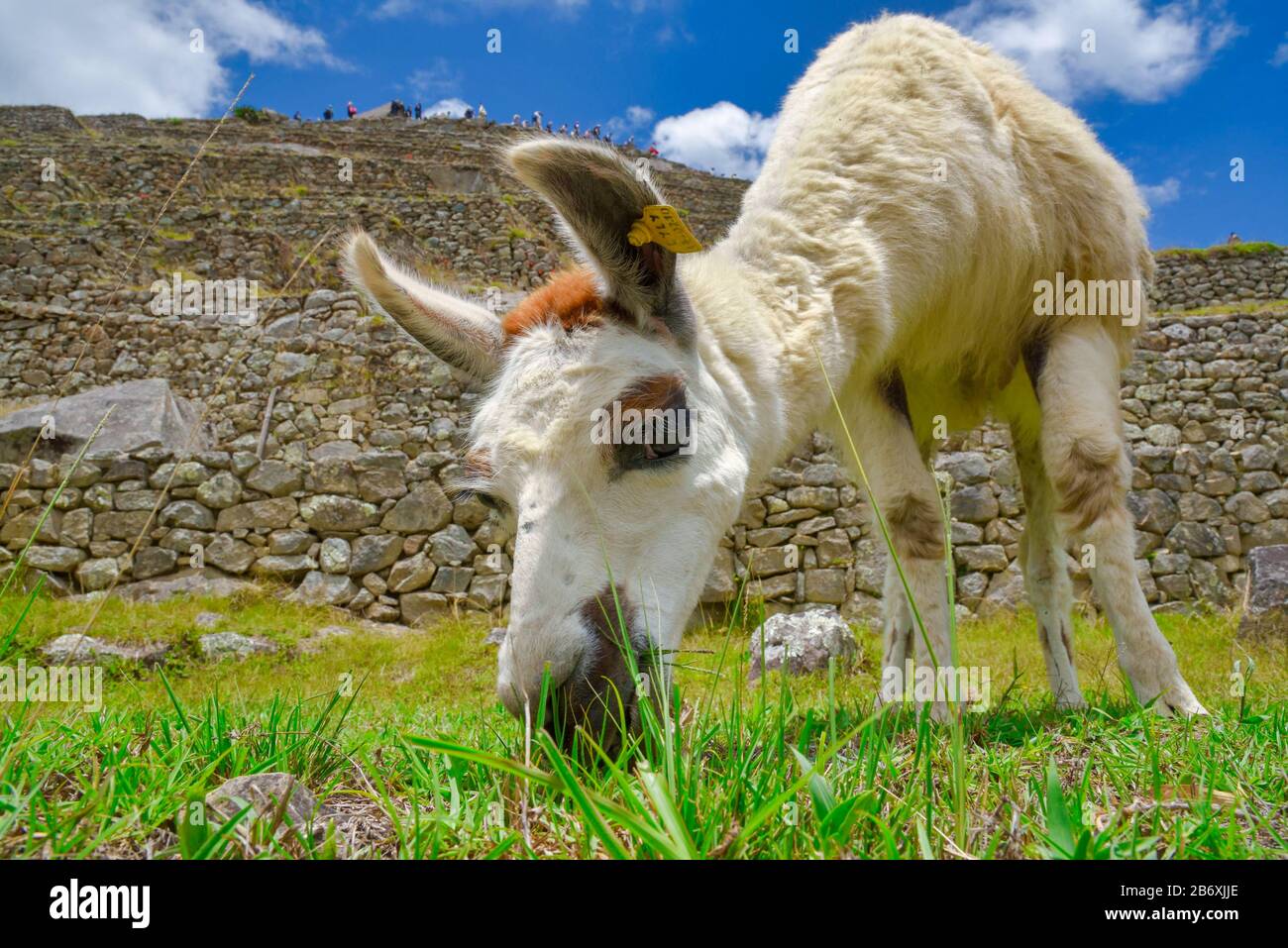 Llama peru Stockfoto